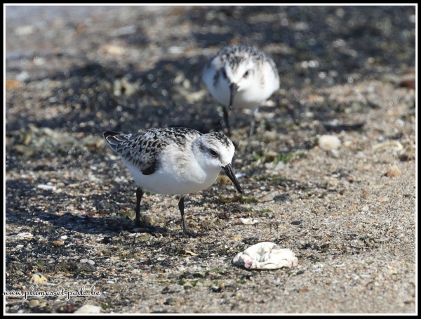 Bécasseau sanderling