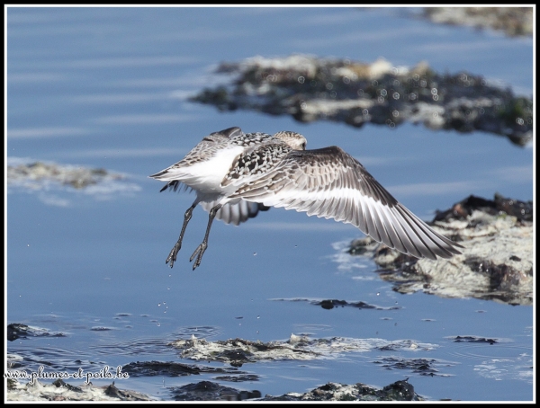 Bécasseau sanderling
