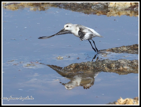 Bécasseau sanderling