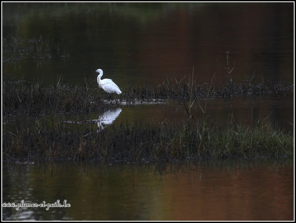 Aigrette garzette
