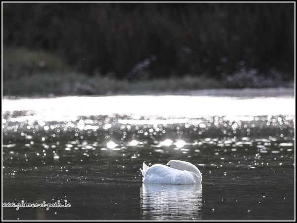 Cygne tuberculé