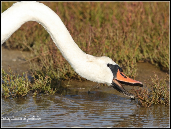 Cygne tuberculé