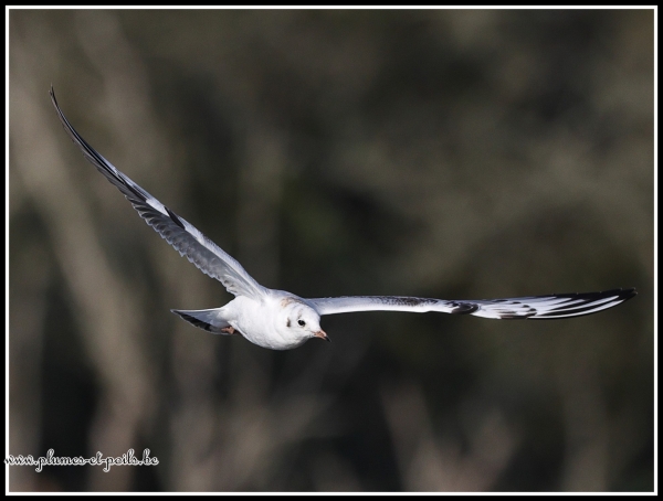 Mouette rieuse