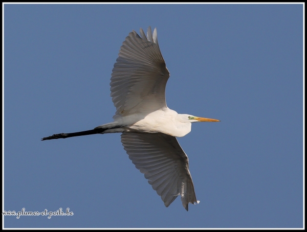 Grande aigrette