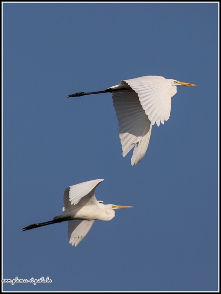 Grande aigrette