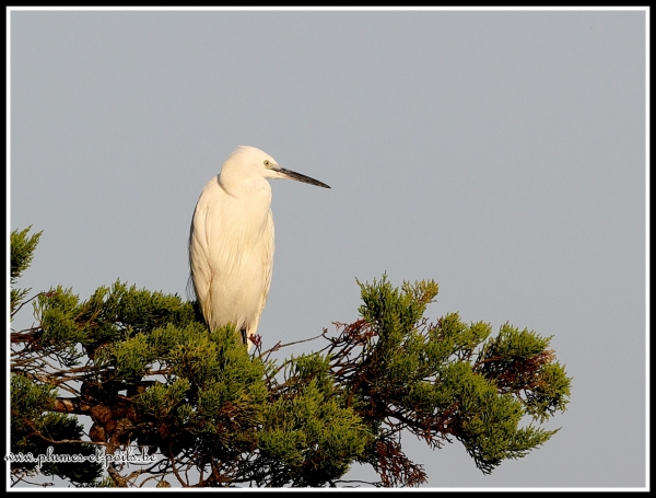 Aigrette garzette