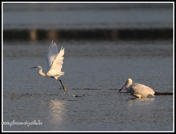 Aigrette garzette et spatule