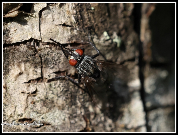 Mouche à damier