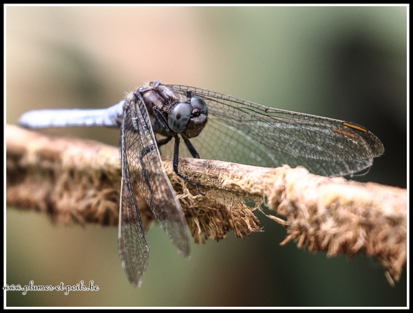 Orthetrum bleuissant
