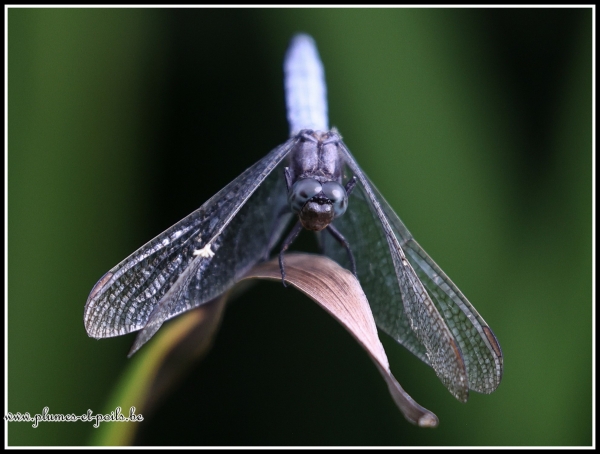 Orthetrum bleuissant