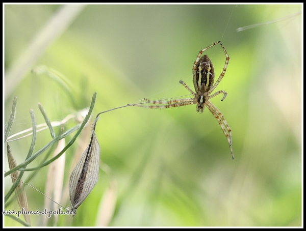 Argiope fasciée
