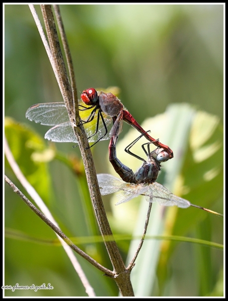 Sympetrum