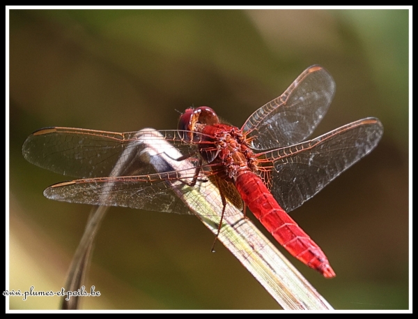 Crocothemis écarlate