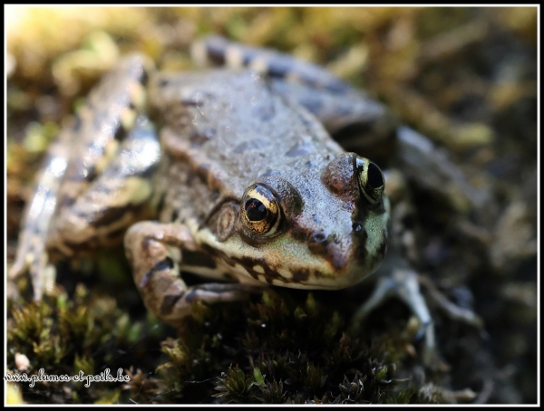 Grenouille verte