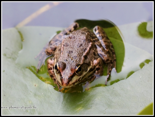 Grenouille verte
