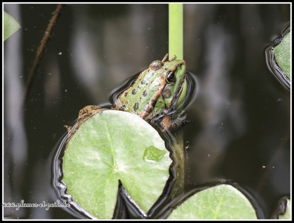 Grenouille verte