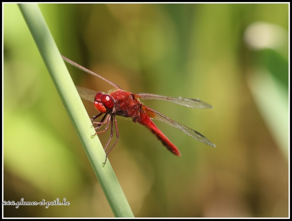 Crocothemis écarlate