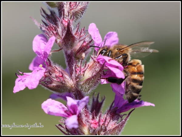 Abeille mellifère