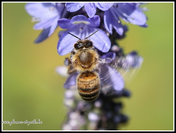 Abeille mellifère