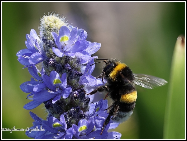 Bourdon terrestre