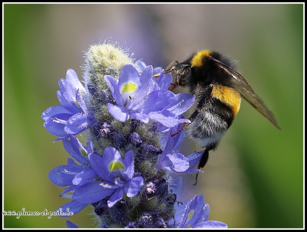 Bourdon terrestre