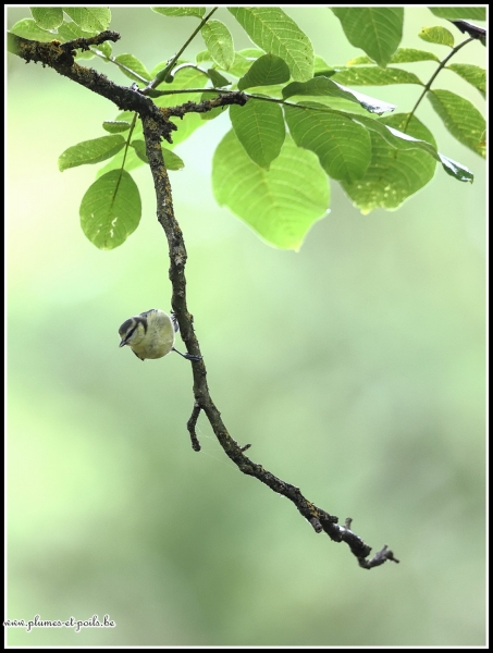 mésange bleue