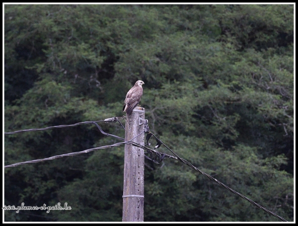 Buse variable