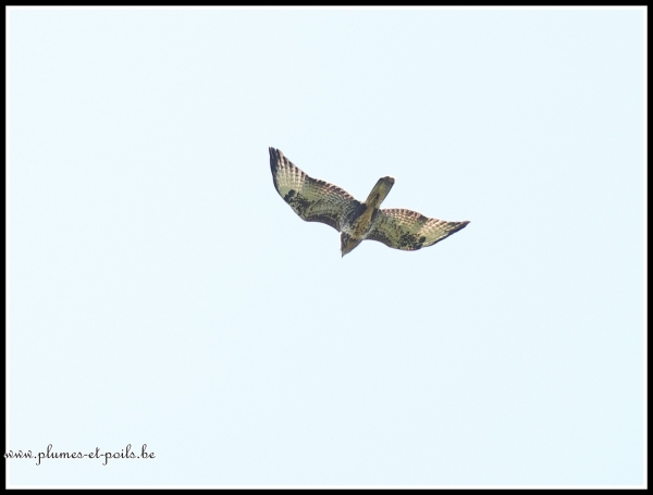 Buse variable