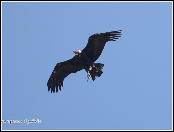 Condor des Andes