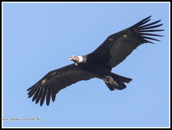 Condor des Andes