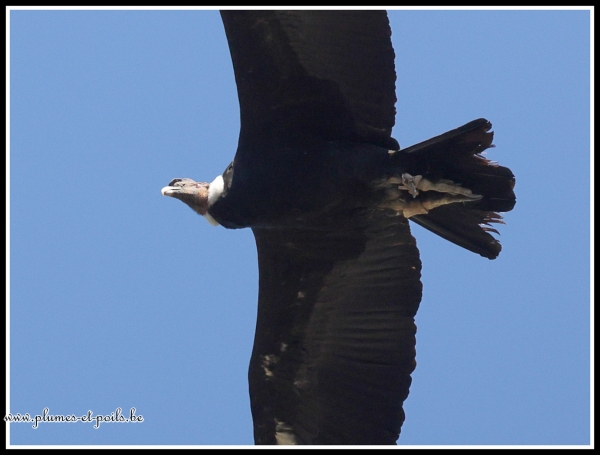 Condor des Andes